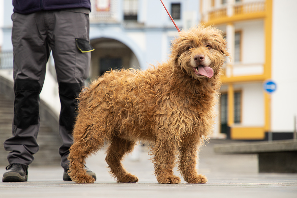 CMAH sensibiliza para a adoção responsável de animais neste Natal